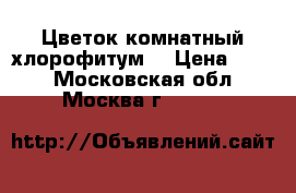 Цветок комнатный хлорофитум. › Цена ­ 500 - Московская обл., Москва г.  »    